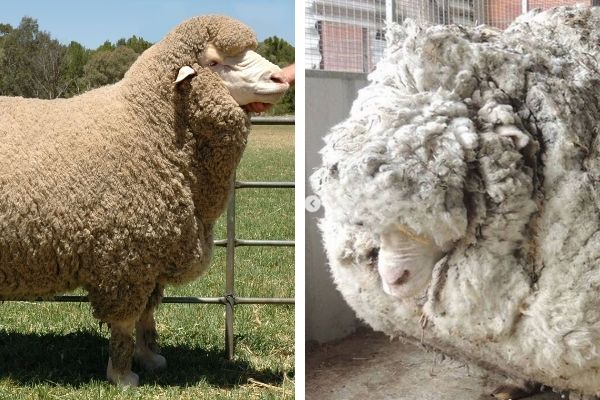 Merino sheep shearing